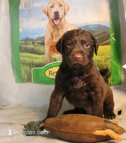RFKM2 – Chesapeake Bay Retriever puppy for sale in Scottsville, KY
