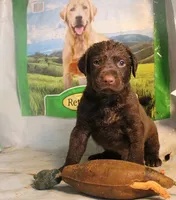 RFKM2, a male Chesapeake Bay Retriever for sale in Scottsville, KY – 4 of 8