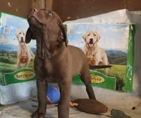 RFBM1, a male Chesapeake Bay Retriever for sale in Scottsville, KY – 4 of 5