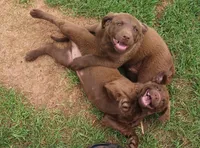 RFZM2, a male Chesapeake Bay Retriever for sale in Scottsville, KY – Photo 2 of 5