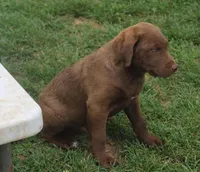 RFZM2, a male Chesapeake Bay Retriever for sale in Scottsville, KY – Photo 3 of 5