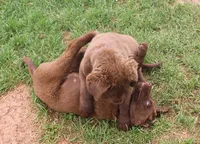 RFZM2, a male Chesapeake Bay Retriever for sale in Scottsville, KY – Photo 5 of 5