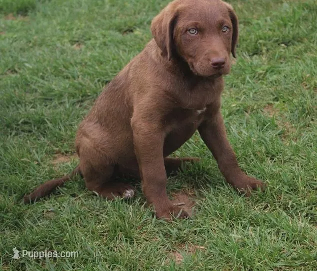 RFZM2 – Chesapeake Bay Retriever puppy for sale in Scottsville, KY