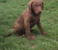 RFZM2, a male Chesapeake Bay Retriever for sale in Scottsville, KY – Photo 1 of 5