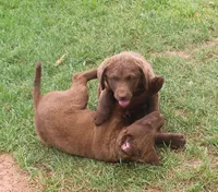 RFZM2, a male Chesapeake Bay Retriever for sale in Scottsville, KY – Photo 4 of 5
