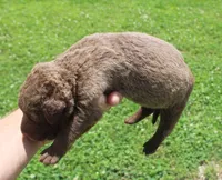 RFKM1, a female Chesapeake Bay Retriever for sale in Scottsville, KY – 2 of 4