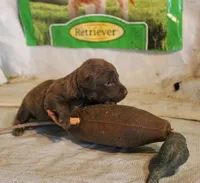 RFAM5, a male Chesapeake Bay Retriever for sale in Scottsville, KY – 2 of 3