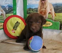 RFZM2, a male Chesapeake Bay Retriever for sale in Scottsville, KY – 3 of 10