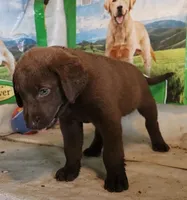 RFAM4, a male Chesapeake Bay Retriever for sale in Scottsville, KY – 3 of 5
