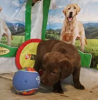 RFZF3, a female Chesapeake Bay Retriever for sale in Scottsville, KY – 5 of 6
