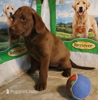RFAF5 – Chesapeake Bay Retriever puppy for sale in Scottsville, KY