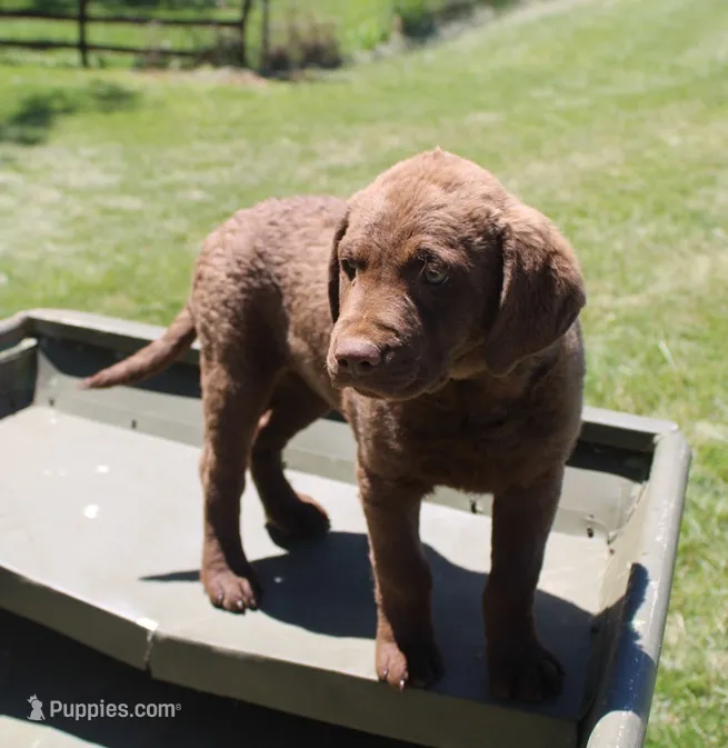 RFPF3 – Chesapeake Bay Retriever puppy for sale in Scottsville, KY