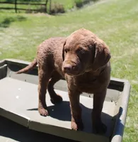 RFPF3, a female Chesapeake Bay Retriever for sale in Scottsville, KY – 3 of 7