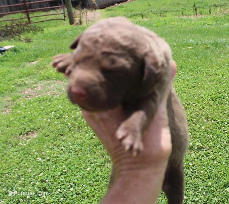 RFKF1 – Chesapeake Bay Retriever puppy for sale in Scottsville, KY