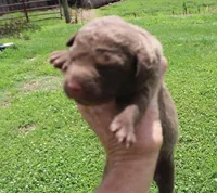 RFKF1, a female Chesapeake Bay Retriever for sale in Scottsville, KY – 1 of 4