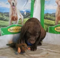 RFBF6, a female Chesapeake Bay Retriever for sale in Scottsville, KY – 3 of 4
