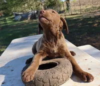 RFAF6, a female Chesapeake Bay Retriever for sale in Scottsville, KY – 6 of 6