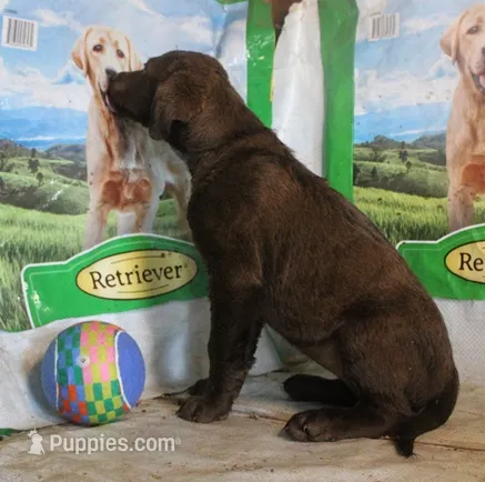 RFBF3 – Chesapeake Bay Retriever puppy for sale in Scottsville, KY