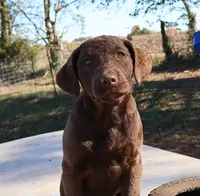 RFAF4, a female Chesapeake Bay Retriever for sale in Scottsville, KY – 7 of 9