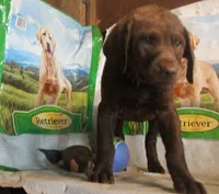 RFBF5, a female Chesapeake Bay Retriever for sale in Scottsville, KY – 4 of 5