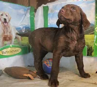 RFBF6, a female Chesapeake Bay Retriever for sale in Scottsville, KY – 2 of 4