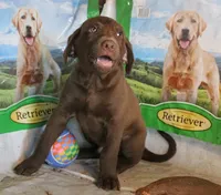 RFBM1, a male Chesapeake Bay Retriever for sale in Scottsville, KY – 2 of 5