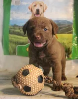 RFBF4, a female Chesapeake Bay Retriever for sale in Scottsville, KY – 2 of 2