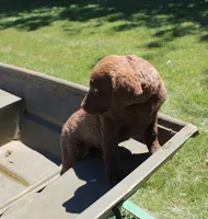 RFPF4, a female Chesapeake Bay Retriever for sale in Scottsville, KY – 4 of 5