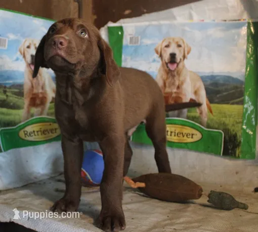 RFBM1 – Chesapeake Bay Retriever puppy for sale in Scottsville, KY