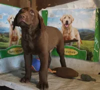 RFBM1, a male Chesapeake Bay Retriever for sale in Scottsville, KY – 1 of 5