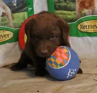 RFZM3, a male Chesapeake Bay Retriever for sale in Scottsville, KY – 3 of 5