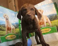 RFBF5, a female Chesapeake Bay Retriever for sale in Scottsville, KY – 3 of 5