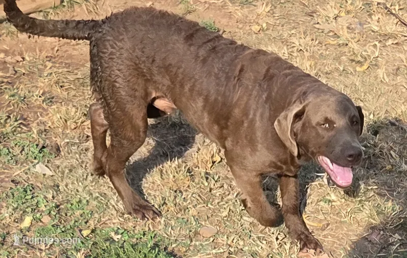 RFBM1 – Chesapeake Bay Retriever puppy for sale in Scottsville, KY