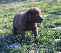 RFVM4, a male Chesapeake Bay Retriever for sale in Scottsville, KY – Photo 3 of 5