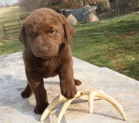 RFVF4, a male Chesapeake Bay Retriever for sale in Scottsville, KY – Photo 2 of 10