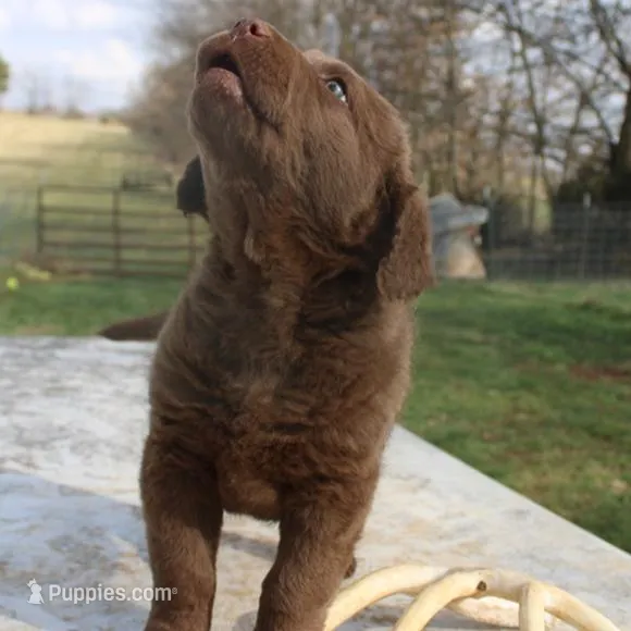 RFVF4, a male Chesapeake Bay Retriever for sale in Scottsville, KY – Photo 4 of 10