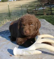 RFVM4, a male Chesapeake Bay Retriever for sale in Scottsville, KY – Photo 5 of 5