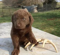 RFVF4, a male Chesapeake Bay Retriever for sale in Scottsville, KY – Photo 3 of 10