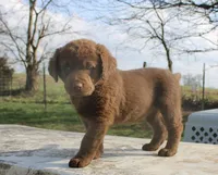 RFVF4, a male Chesapeake Bay Retriever for sale in Scottsville, KY – Photo 5 of 10