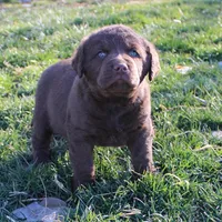 RFVM4, a male Chesapeake Bay Retriever for sale in Scottsville, KY – Photo 2 of 5