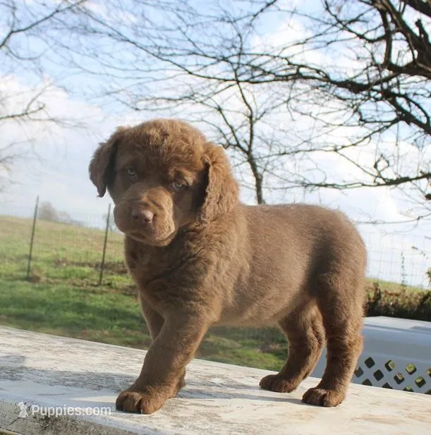 RFVF4, a male Chesapeake Bay Retriever for sale in Scottsville, KY – Photo 1 of 10