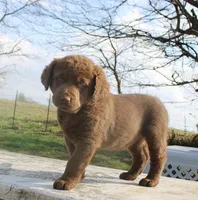 RFVF4, a male Chesapeake Bay Retriever for sale in Scottsville, KY – Photo 1 of 10