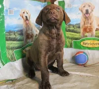 RFBF8, a female Chesapeake Bay Retriever for sale in Scottsville, KY – 2 of 5