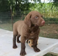 RFKM1, a male Chesapeake Bay Retriever for sale in Scottsville, KY – 2 of 8