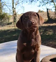 RFAF4, a female Chesapeake Bay Retriever for sale in Scottsville, KY – 9 of 9