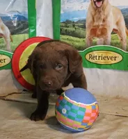 RFZF2, a female Chesapeake Bay Retriever for sale in Scottsville, KY – 5 of 6