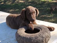 RFAF5, a female Chesapeake Bay Retriever for sale in Scottsville, KY – 6 of 7