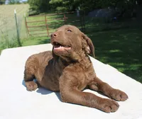 RFPM1, a male Chesapeake Bay Retriever for sale in Scottsville, KY – 2 of 4