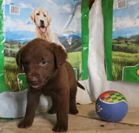RFAM1, a male Chesapeake Bay Retriever for sale in Scottsville, KY – 2 of 5