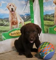 RFAM3, a male Chesapeake Bay Retriever for sale in Scottsville, KY – 4 of 6